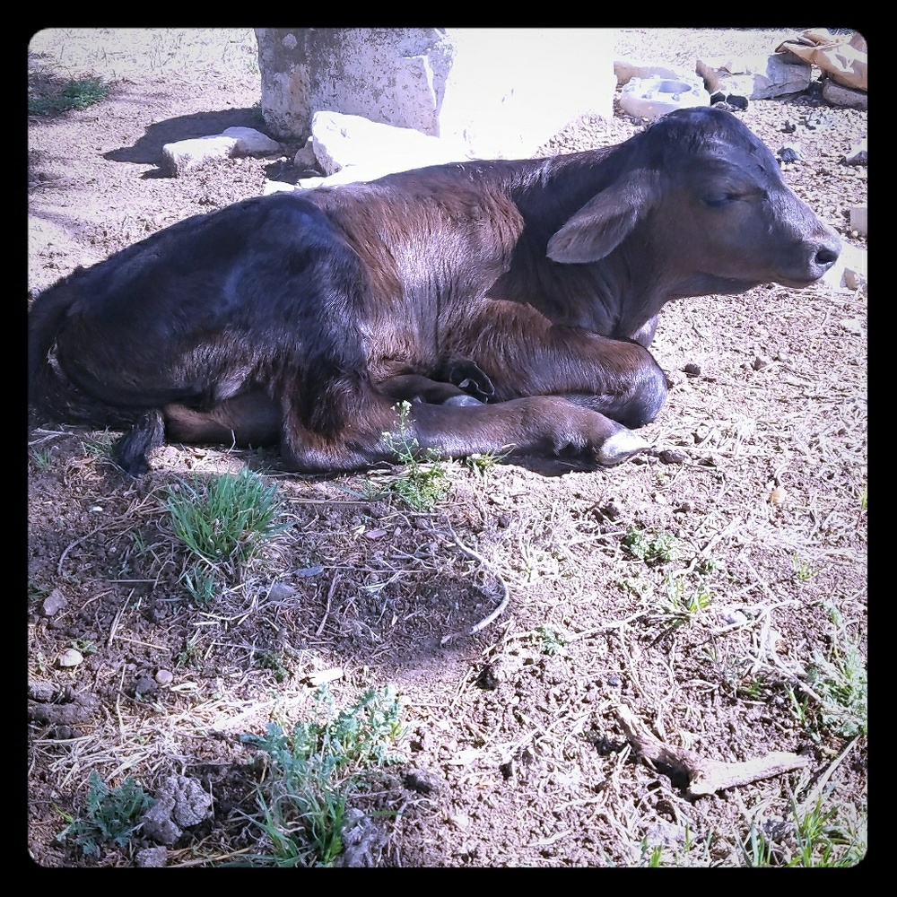 🌻🌾Meet your Posher, Peyton